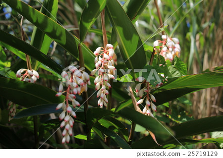 Moon peach blossom / Okinoerabujima 25719129