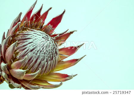 King Protea 25719347
