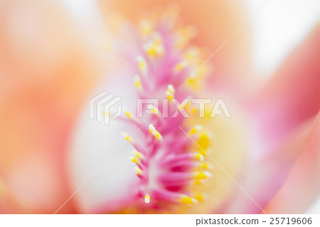Closeup Cannonball flower of Cannonball Tree Closeup Cannonball flower of Cannonball Tree 25719606