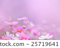 波斯菊花田 25719641