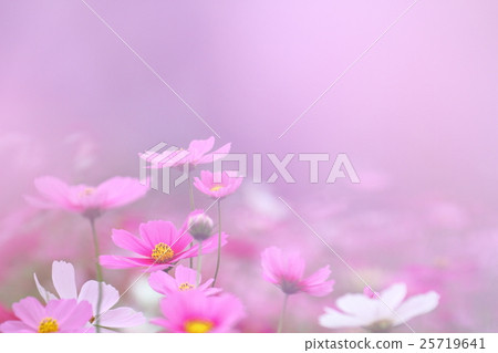 波斯菊花田 波斯菊花田 25719641