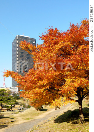 Autumn leaves of old Shiba Rikyu Imperial Garden and the World Trade Center Building (December) Minato-ku, Tokyo 25719684
