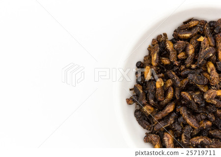 Termites (Insect Diet): Flying Termites 25719711