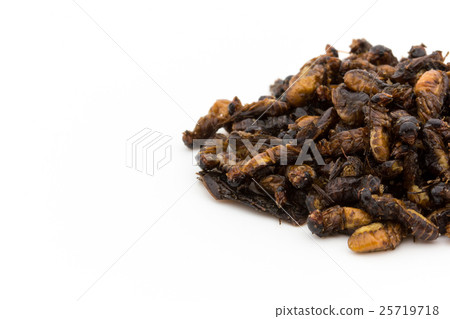Termites (Insect Diet): Flying Termites 25719718
