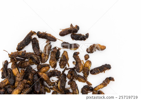 Termites (Insect Diet): Flying Termites Termites (Insect Diet): Flying Termites 25719719