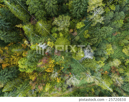 森林的空中拍攝（真正的鳥瞰圖） 25720838