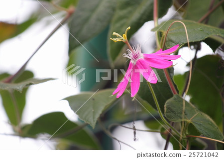 Passe Flora Cockneynea花 25721042