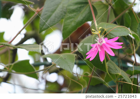 Passe Flora Cockneynea花 25721043