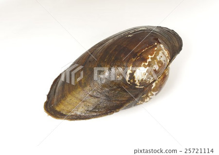 淡水貝類Dobgai(B型Tagai)俯瞰 淡水貝類Dobgai(B型Tagai)俯瞰 25721114