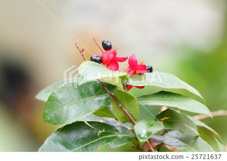 Mickey Mouse Tree Flower 25721637