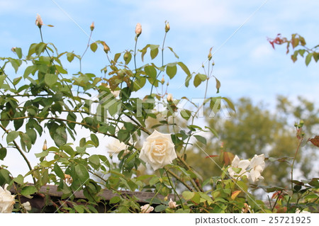 Roses 25721925