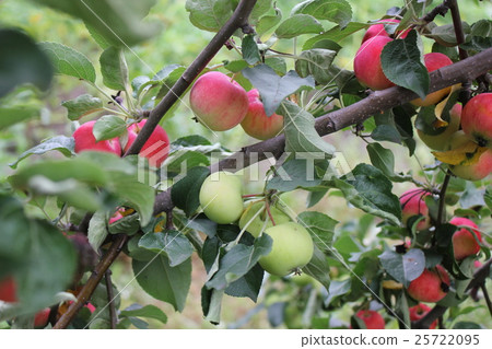 Red ripe apples on branch 20518 Red ripe apples on branch 20518 25722095