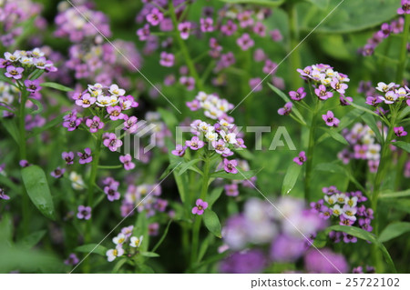 Background of white and pink flowers alissum 20528 Background of white and pink flowers alissum 20528 25722102