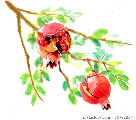 石榴 石榴 25722234