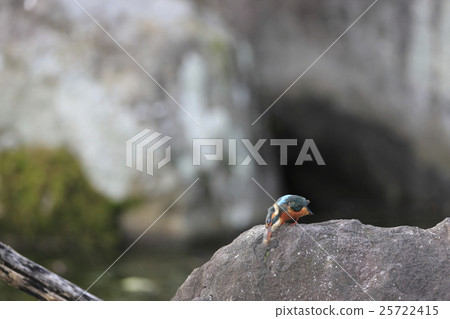 吃河蝦的翠鳥 25722415