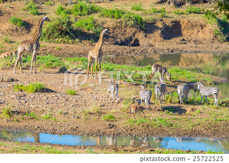 Herd of Zebras, Giraffes and Antelopes 25722525