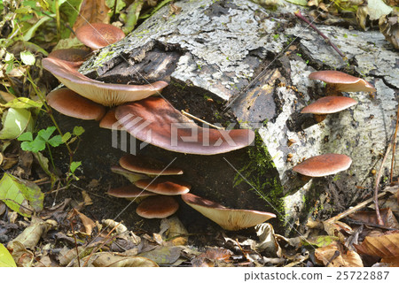 Omphalotus刺參 25722887