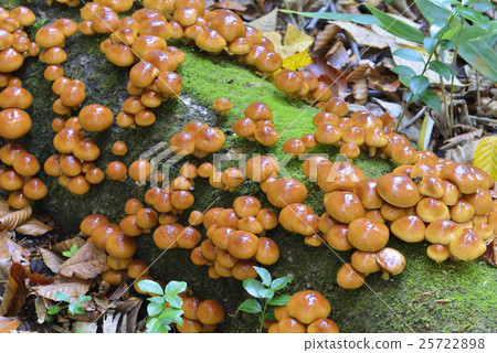 Nomeko Nomeko 25722898