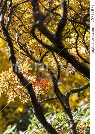 Autumn leaves 25722972