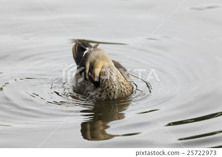 Calcamo on the lake surface 25722973