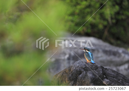 Kingfisher 25723067