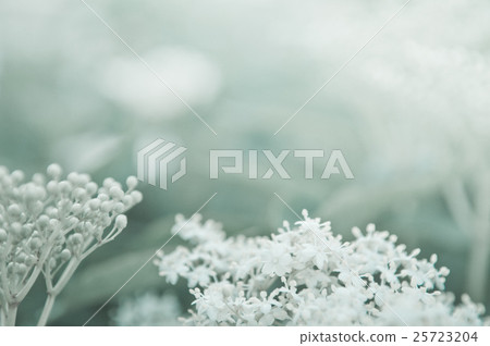Flowers elderberry, Sambucus nigra, copy space 25723204