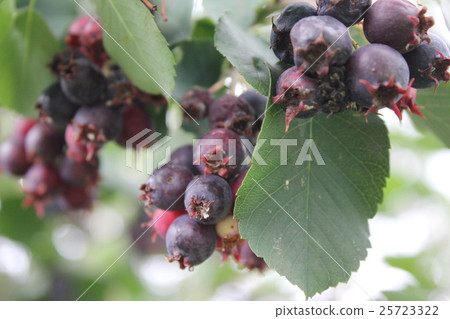 Shadberry with leaves and berrys 20477 25723322