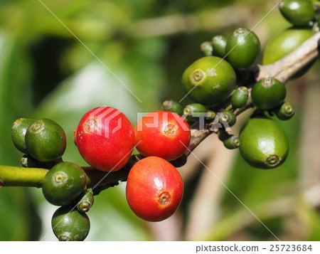 Coffee seeds 25723684