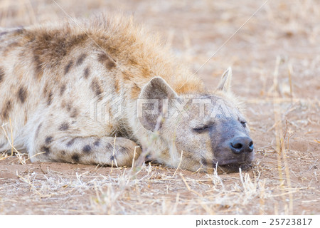 Close up and portrait of a cute Spotted Hyena Close up and portrait of a cute Spotted Hyena 25723817