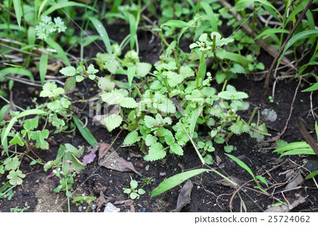 Lemon balm 25724062