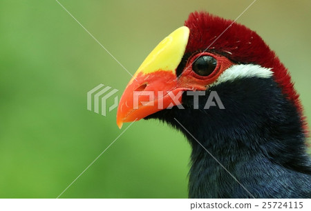 Nishimurasaki Eboshidori 25724115