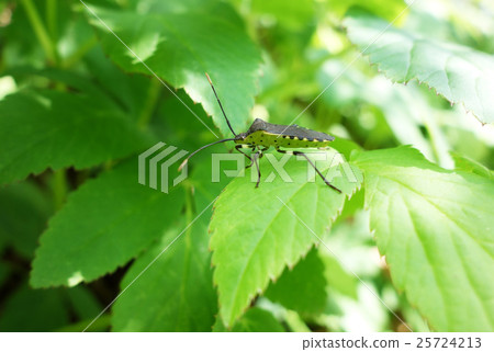 Kibara helicopter bug 25724213