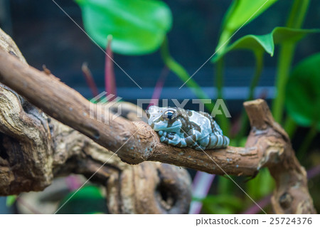 Papilion frogs 25724376