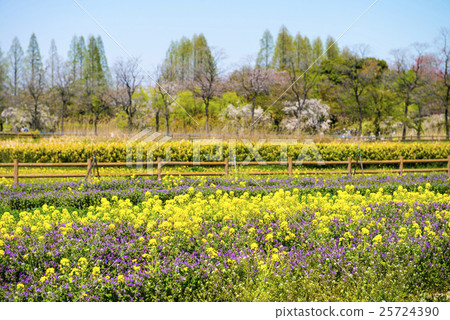 名古屋·莊內綠色空間公園都市風景 25724390