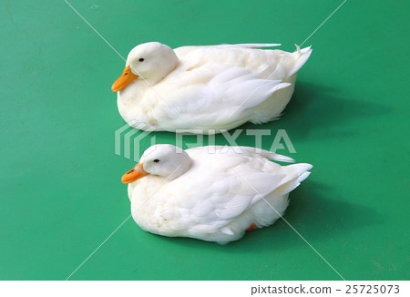 White duck 25725073