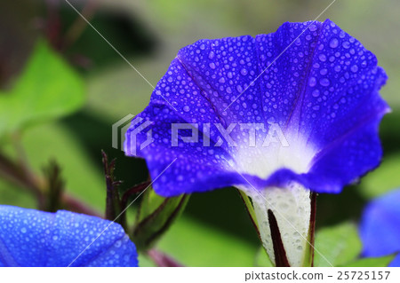 Morning glory 139 Morning glory 139 25725157