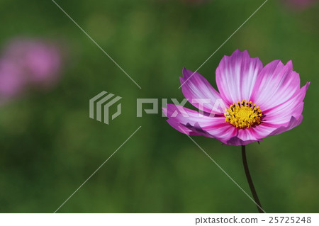 Cosmos 25725248