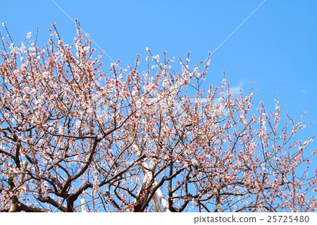 Almond tree Almond tree 25725480