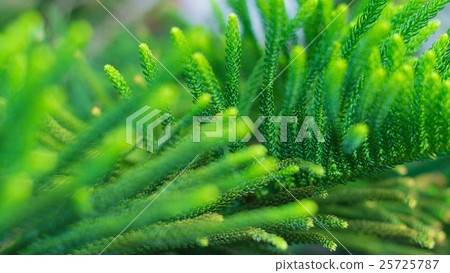 Norfolk Island Pine Tree (soft focus) 25725787
