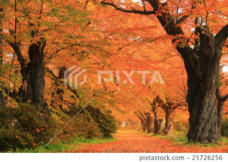 展覽櫻花樹秋葉 25726256