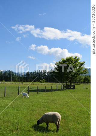 Tokachi Farm 25726326