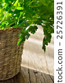 Parsley plant 25726391