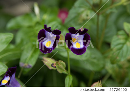 Two-wheeled Torenia 25726400
