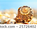 Seashells on the beach 25726402