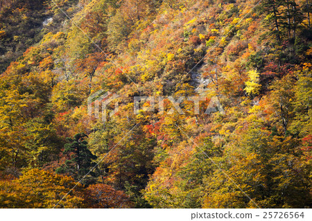 川口縣的秋葉，正木·秋田縣大山市中午縣立自然公園 25726564
