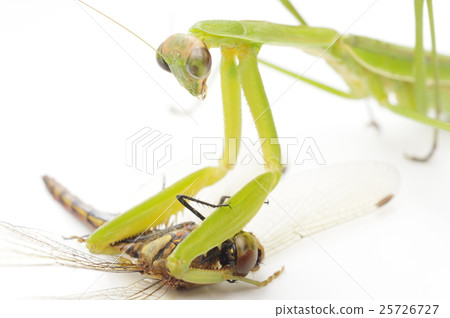 螳螂捕食蜻蜓 25726727
