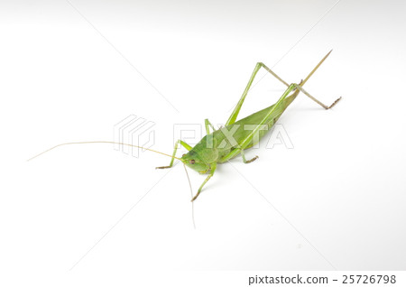 Hymexaki對角鳥瞰側螞蚱的伴侶 25726798