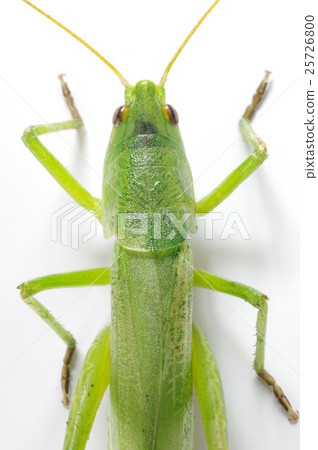 Himekusakiri在頭上和蚱蜢的傢伙上傳播 25726800