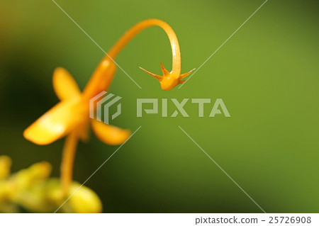 莎瑪的舞蹈公主 莎瑪的舞蹈公主 25726908