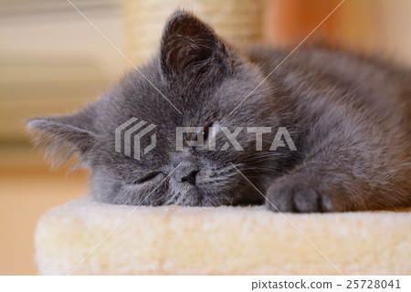 A kitten A kitten 25728041